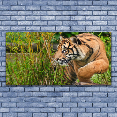 Plexiglas® Wall Art Tiger animals brown black