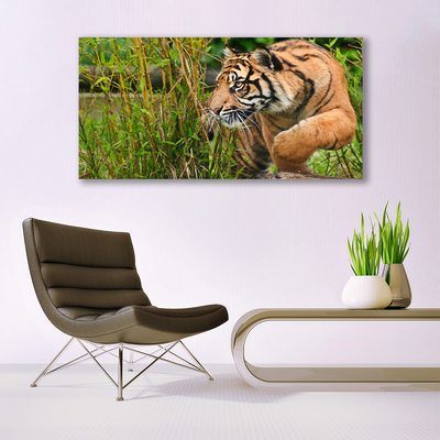 Plexiglas® Wall Art Tiger animals brown black