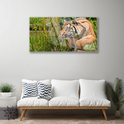 Plexiglas® Wall Art Tiger animals brown black