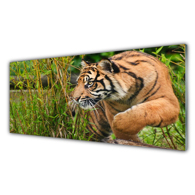 Plexiglas® Wall Art Tiger animals brown black