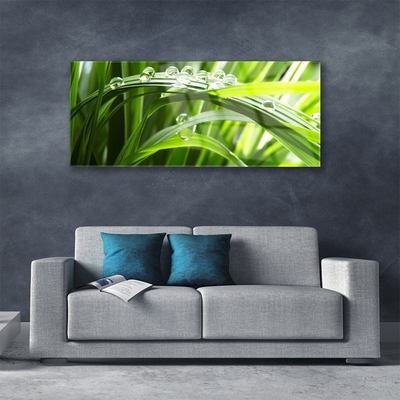 Plexiglas® Wall Art Grass water drops nature green