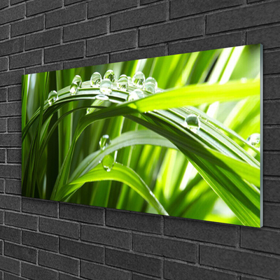 Plexiglas® Wall Art Grass water drops nature green