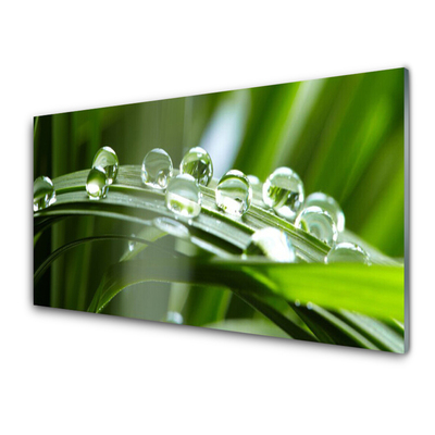 Plexiglas® Wall Art Grass dew drops floral green