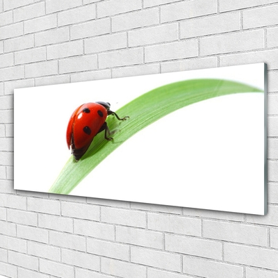 Plexiglas® Wall Art Ladybird beetle nature green red black