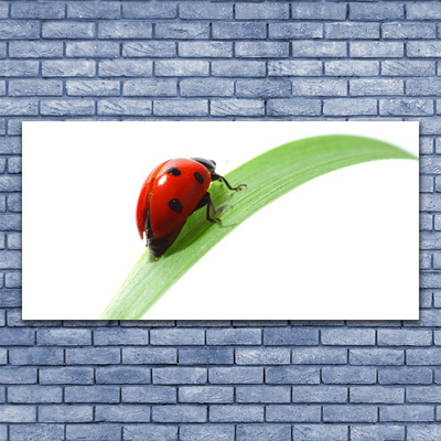 Plexiglas® Wall Art Ladybird beetle nature green red black