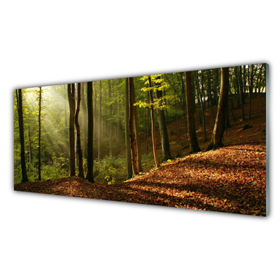 Plexiglas® Wall Art Forest nature brown green