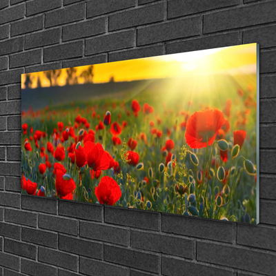 Plexiglas® Wall Art Meadow flowers nature red green