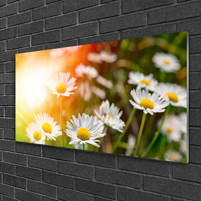 Plexiglas® Wall Art Daisy floral yellow white green