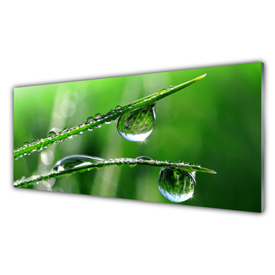 Kitchen Splashback Grass dew drops floral green