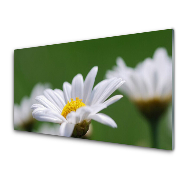 Kitchen Splashback Daisy floral white yellow green