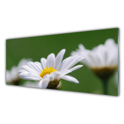 Kitchen Splashback Daisy floral white yellow green