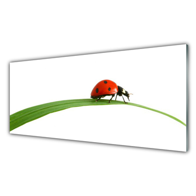 Kitchen Splashback Ladybug floral black red green