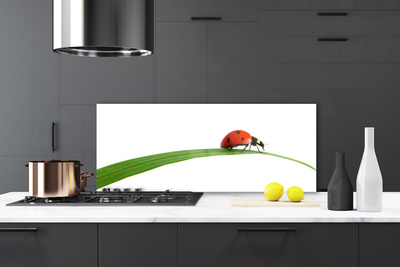 Kitchen Splashback Ladybug floral black red green