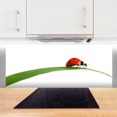 Kitchen Splashback Ladybug floral black red green