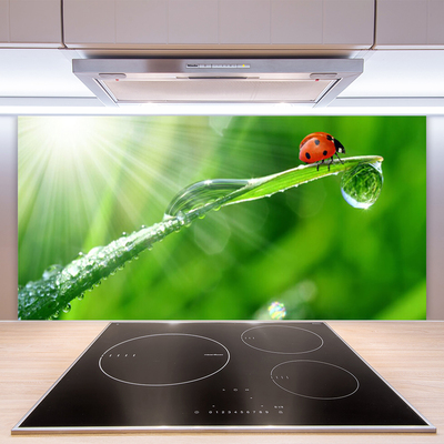 Kitchen Splashback Grass sun beetle nature green white red black