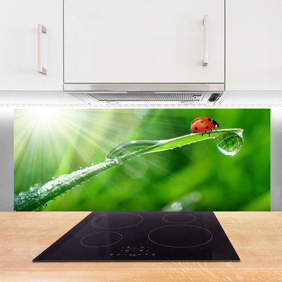 Kitchen Splashback Grass sun beetle nature green white red black