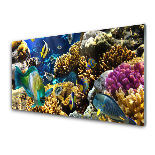 Kitchen Splashback Coral reef nature multi