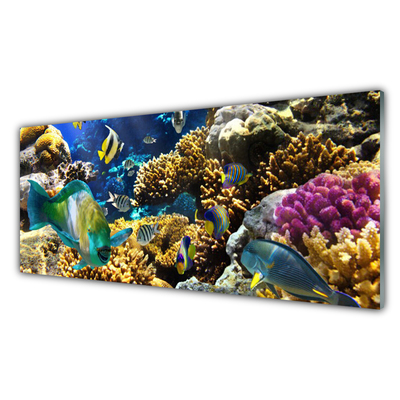 Kitchen Splashback Coral reef nature multi