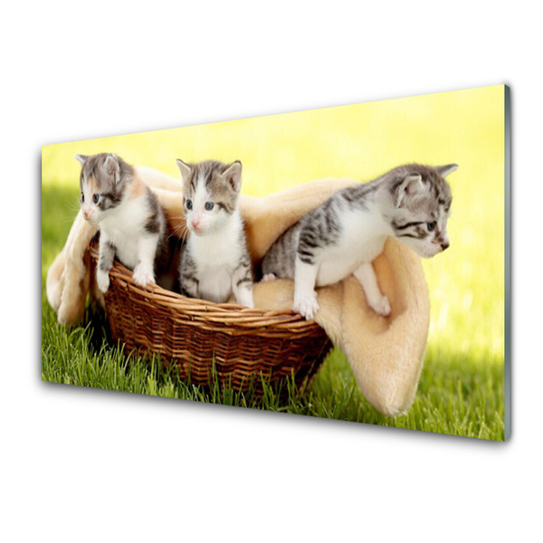 Kitchen Splashback Cats animals grey white brown