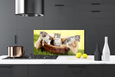 Kitchen Splashback Cats animals grey white brown