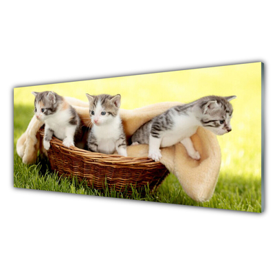 Kitchen Splashback Cats animals grey white brown