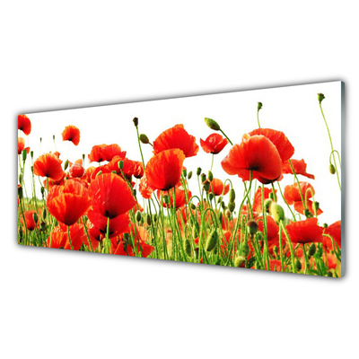 Kitchen Splashback Poppies nature red green