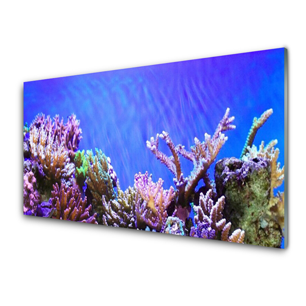 Kitchen Splashback Coral reef nature multi