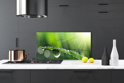 Kitchen Splashback Grass dew drops floral green