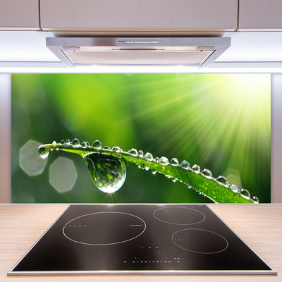 Kitchen Splashback Grass dew drops floral green