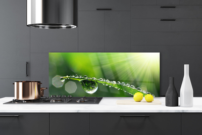 Kitchen Splashback Grass dew drops floral green