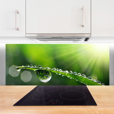 Kitchen Splashback Grass dew drops floral green