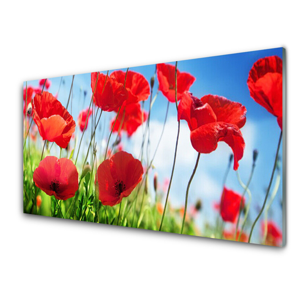 Kitchen Splashback Poppy grass nature red green