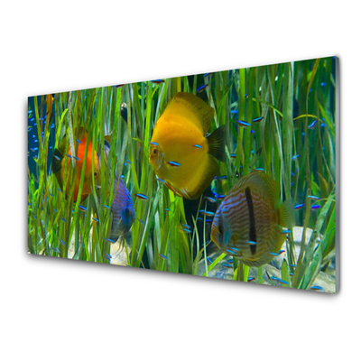 Kitchen Splashback Fish nature yellow