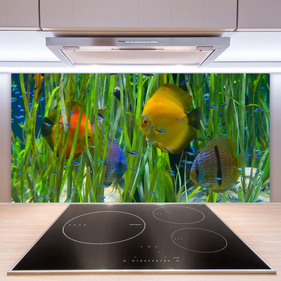 Kitchen Splashback Fish nature yellow