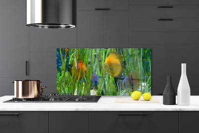 Kitchen Splashback Fish nature yellow