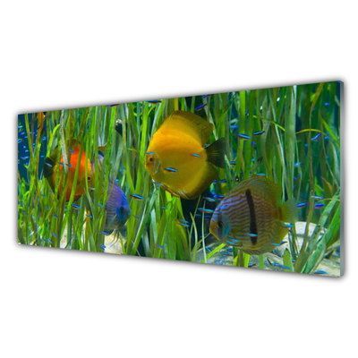 Kitchen Splashback Fish nature yellow