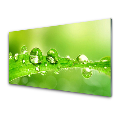 Kitchen Splashback Leaf dewdrops floral green