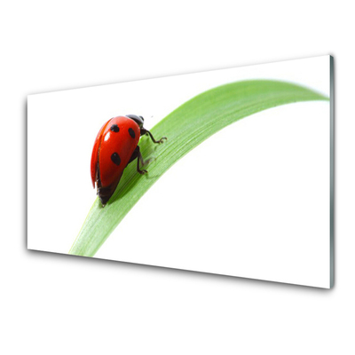 Kitchen Splashback Ladybird beetle nature green red black