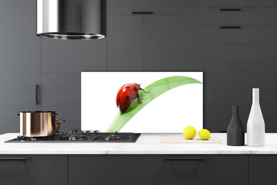 Kitchen Splashback Ladybird beetle nature green red black