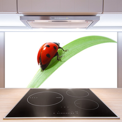 Kitchen Splashback Ladybird beetle nature green red black