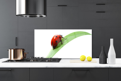 Kitchen Splashback Ladybird beetle nature green red black