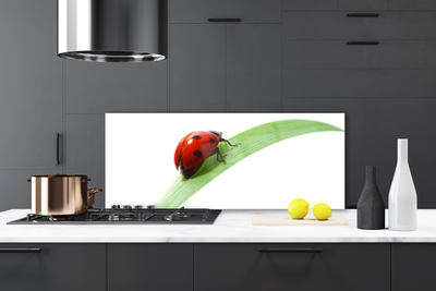 Kitchen Splashback Ladybird beetle nature green red black