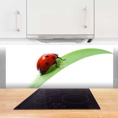 Kitchen Splashback Ladybird beetle nature green red black