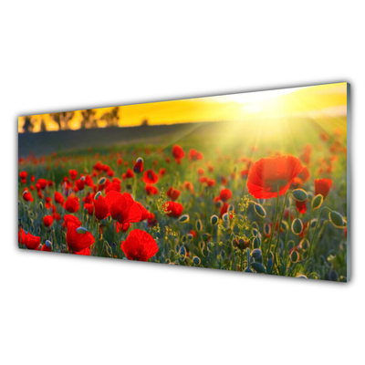 Kitchen Splashback Meadow flowers nature red green