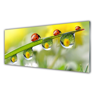 Kitchen Splashback Leaf ladybug dewdropfen nature green red black