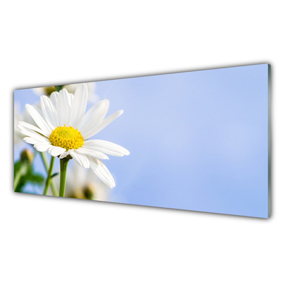 Kitchen Splashback Daisy floral yellow white