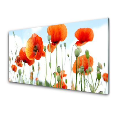 Kitchen Splashback Poppies floral red