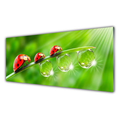 Kitchen Splashback Grass ladybug drops of dew floral green black red