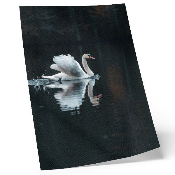 Poster Swan on the water with reflection
