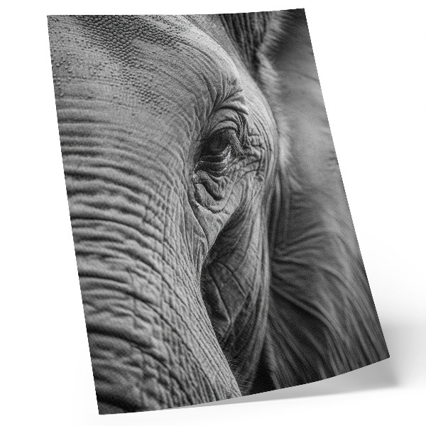 Poster An elephant's eye full of textures, harmony and peace.